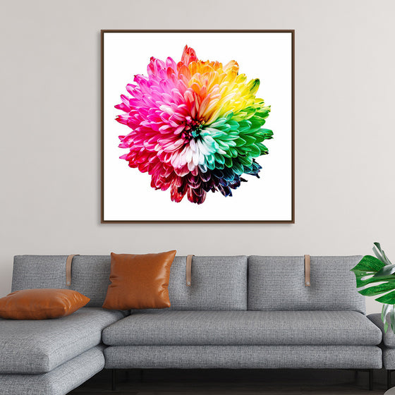 "Multicolored Chrysanthemum"