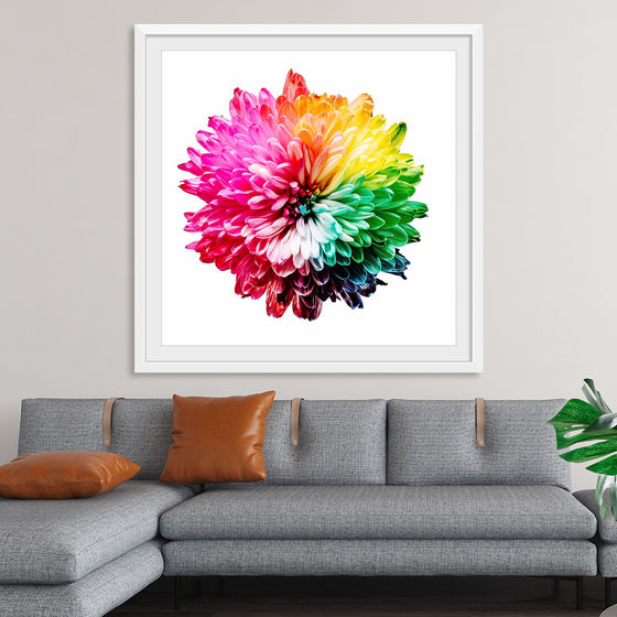 "Multicolored Chrysanthemum"