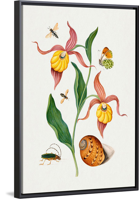 "Lady's Slipper Orchid, Tiphiid Wasp, Orange Tip, Soldier Fly, Long Horned Beetle and Shell from the Natural History Cabinet of Anna Blackburne", James Bolton