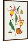 "Lady's Slipper Orchid, Tiphiid Wasp, Orange Tip, Soldier Fly, Long Horned Beetle and Shell from the Natural History Cabinet of Anna Blackburne", James Bolton