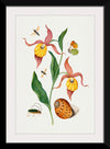 "Lady's Slipper Orchid, Tiphiid Wasp, Orange Tip, Soldier Fly, Long Horned Beetle and Shell from the Natural History Cabinet of Anna Blackburne", James Bolton