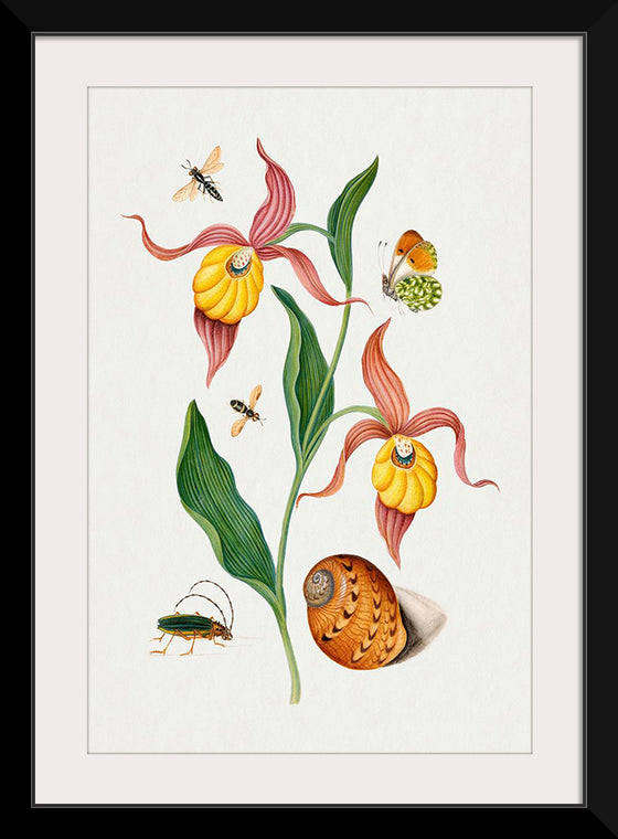 "Lady's Slipper Orchid, Tiphiid Wasp, Orange Tip, Soldier Fly, Long Horned Beetle and Shell from the Natural History Cabinet of Anna Blackburne", James Bolton