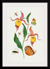 "Lady's Slipper Orchid, Tiphiid Wasp, Orange Tip, Soldier Fly, Long Horned Beetle and Shell from the Natural History Cabinet of Anna Blackburne", James Bolton