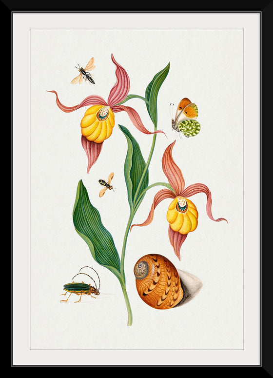 "Lady's Slipper Orchid, Tiphiid Wasp, Orange Tip, Soldier Fly, Long Horned Beetle and Shell from the Natural History Cabinet of Anna Blackburne", James Bolton