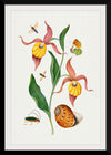 "Lady's Slipper Orchid, Tiphiid Wasp, Orange Tip, Soldier Fly, Long Horned Beetle and Shell from the Natural History Cabinet of Anna Blackburne", James Bolton