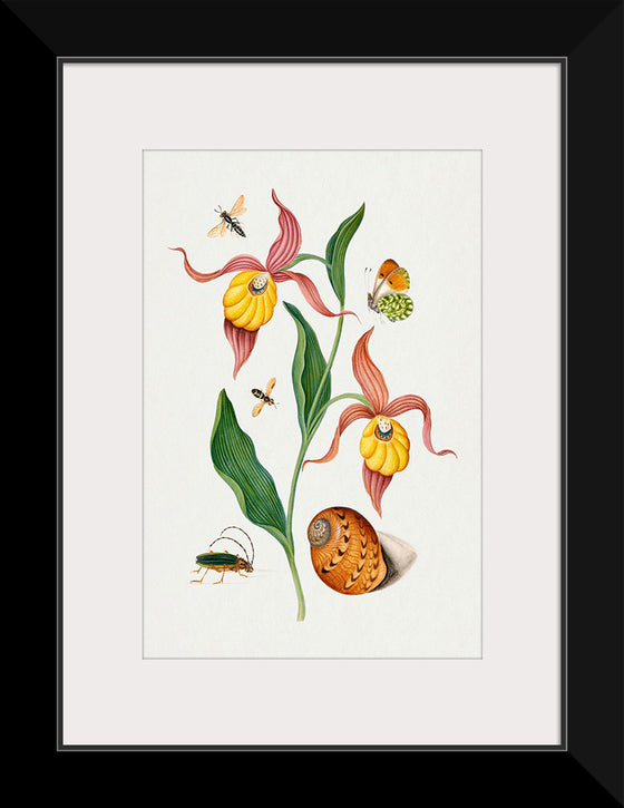 "Lady's Slipper Orchid, Tiphiid Wasp, Orange Tip, Soldier Fly, Long Horned Beetle and Shell from the Natural History Cabinet of Anna Blackburne", James Bolton