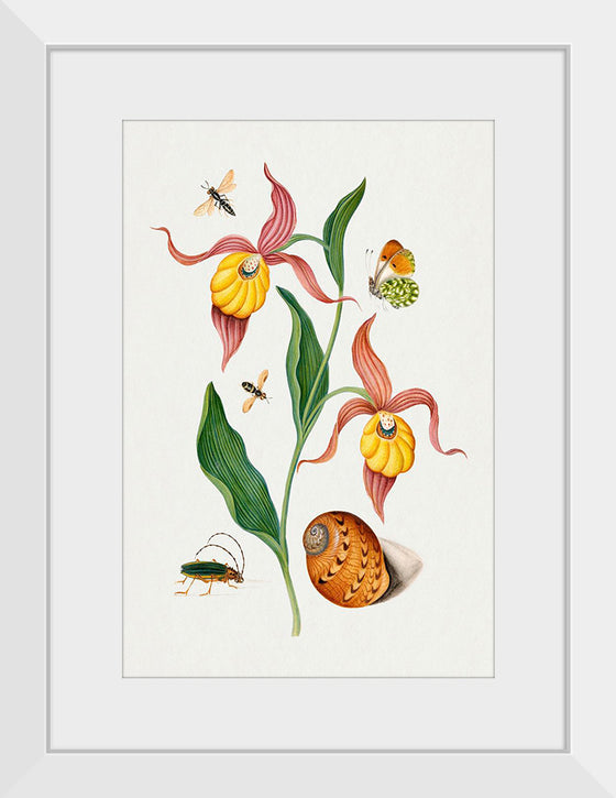 "Lady's Slipper Orchid, Tiphiid Wasp, Orange Tip, Soldier Fly, Long Horned Beetle and Shell from the Natural History Cabinet of Anna Blackburne", James Bolton