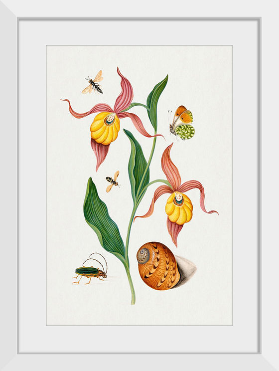 "Lady's Slipper Orchid, Tiphiid Wasp, Orange Tip, Soldier Fly, Long Horned Beetle and Shell from the Natural History Cabinet of Anna Blackburne", James Bolton