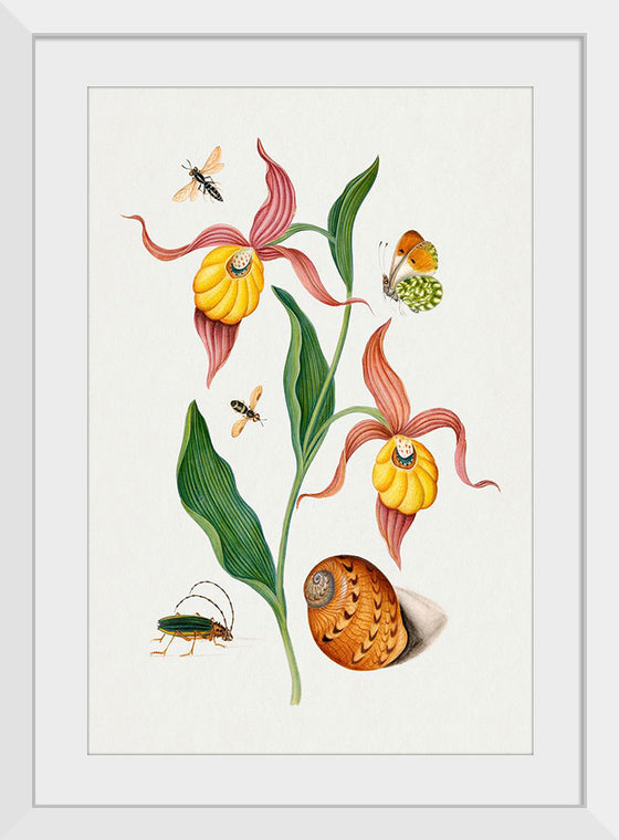 "Lady's Slipper Orchid, Tiphiid Wasp, Orange Tip, Soldier Fly, Long Horned Beetle and Shell from the Natural History Cabinet of Anna Blackburne", James Bolton