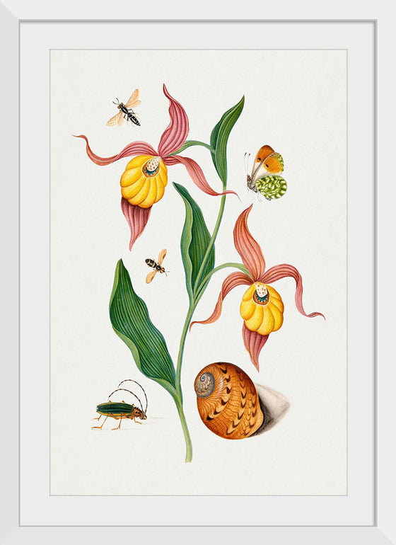 "Lady's Slipper Orchid, Tiphiid Wasp, Orange Tip, Soldier Fly, Long Horned Beetle and Shell from the Natural History Cabinet of Anna Blackburne", James Bolton