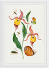 "Lady's Slipper Orchid, Tiphiid Wasp, Orange Tip, Soldier Fly, Long Horned Beetle and Shell from the Natural History Cabinet of Anna Blackburne", James Bolton