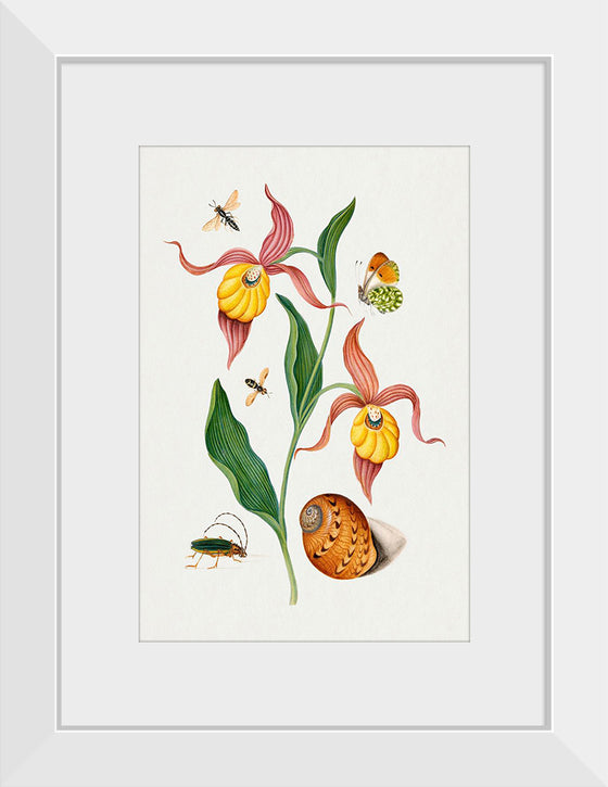 "Lady's Slipper Orchid, Tiphiid Wasp, Orange Tip, Soldier Fly, Long Horned Beetle and Shell from the Natural History Cabinet of Anna Blackburne", James Bolton