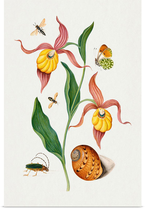 "Lady's Slipper Orchid, Tiphiid Wasp, Orange Tip, Soldier Fly, Long Horned Beetle and Shell from the Natural History Cabinet of Anna Blackburne", James Bolton