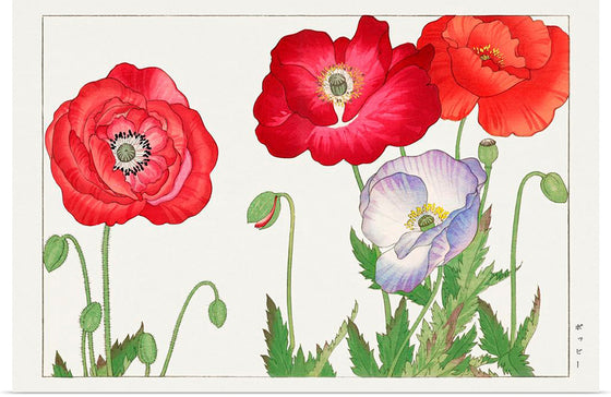 "Vintage Poppy Flower", Tanigami Kônan