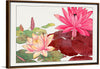 "Nymphaea Lotus", Tanigami Kônan