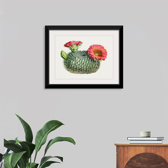 "Vintage Fishhook Cactus"