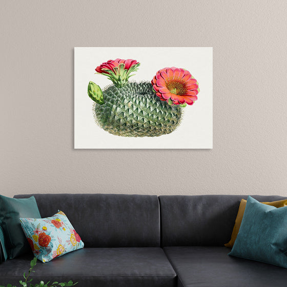 "Vintage Fishhook Cactus"