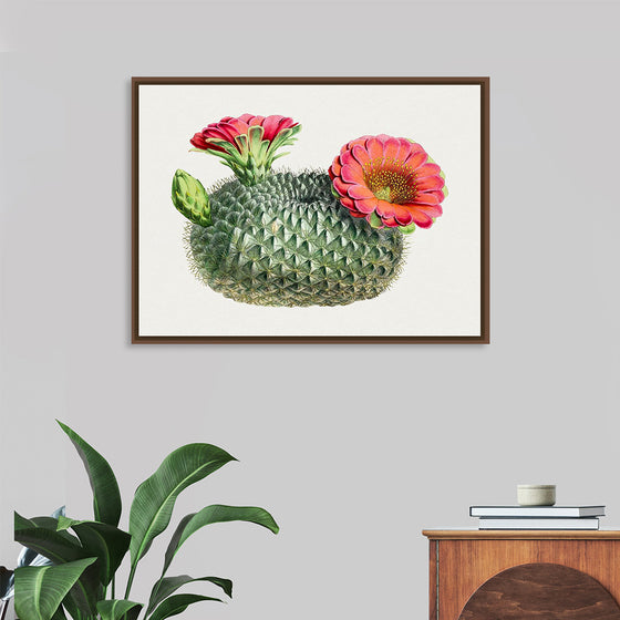 "Vintage Fishhook Cactus"