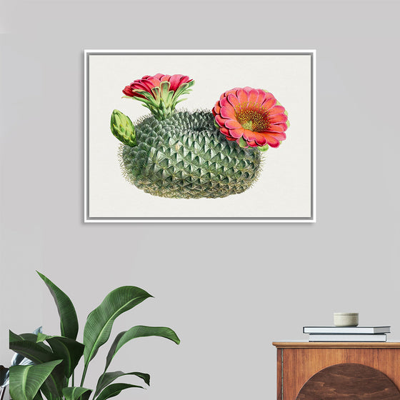 "Vintage Fishhook Cactus"