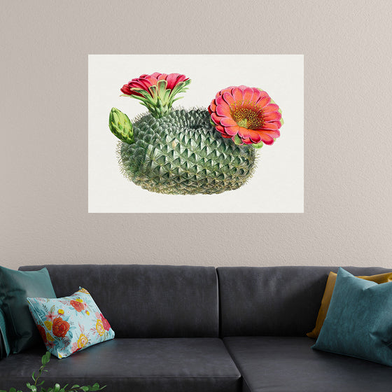 "Vintage Fishhook Cactus"