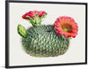 "Vintage Fishhook Cactus"