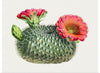 "Vintage Fishhook Cactus"