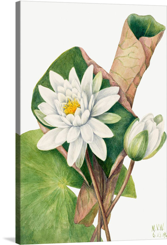 “American Waterlily” is a stunning watercolor painting by Mary Vaux Walcott. The painting depicts a beautiful white waterlily, with its petals open and its yellow stamens visible.