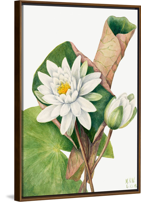 "American Waterlily", Mary Vaux Walcott