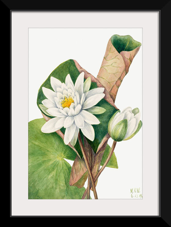 "American Waterlily", Mary Vaux Walcott