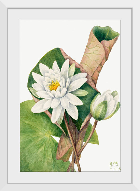 "American Waterlily", Mary Vaux Walcott