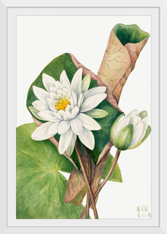 "American Waterlily", Mary Vaux Walcott