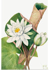 "American Waterlily", Mary Vaux Walcott