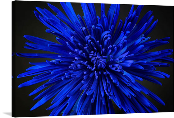 Dive into the mesmerizing depths of “Blue Flower,” a limited edition print that promises to transform any space with its vibrant energy and intricate detail. Each petal, painted in striking shades of blue, dances with life and depth, inviting viewers into a world where art and nature converge. 