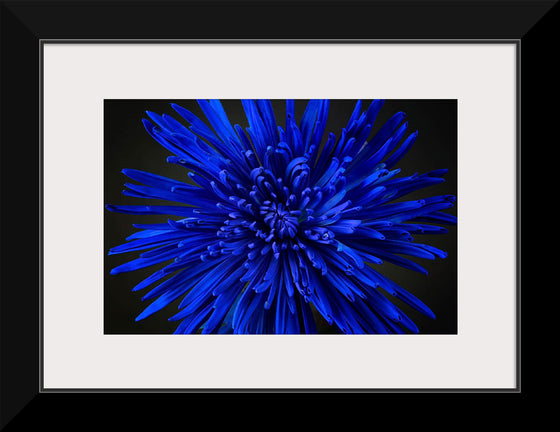 "Blue Flower"