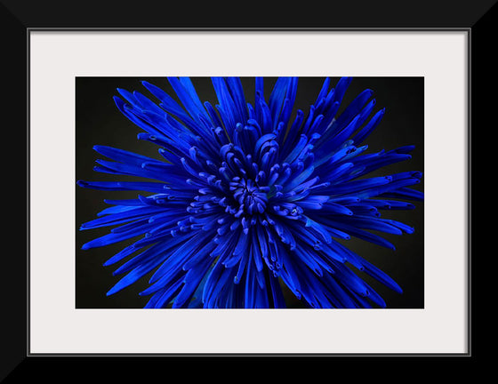 "Blue Flower"