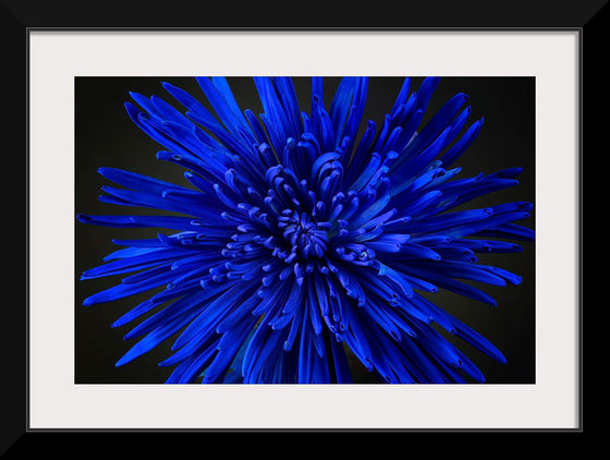 "Blue Flower"