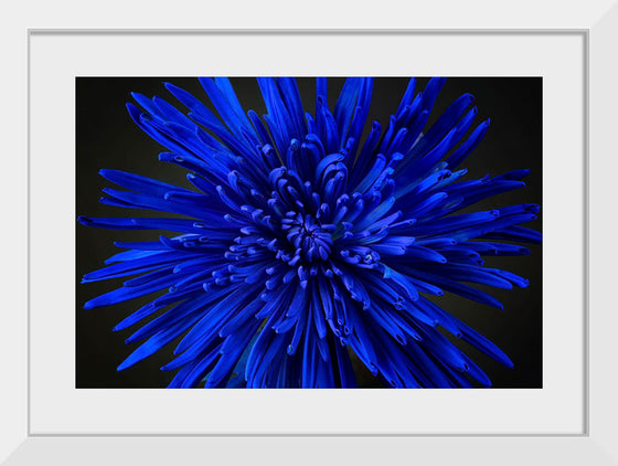 "Blue Flower"