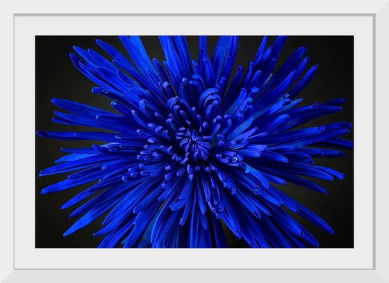 "Blue Flower"