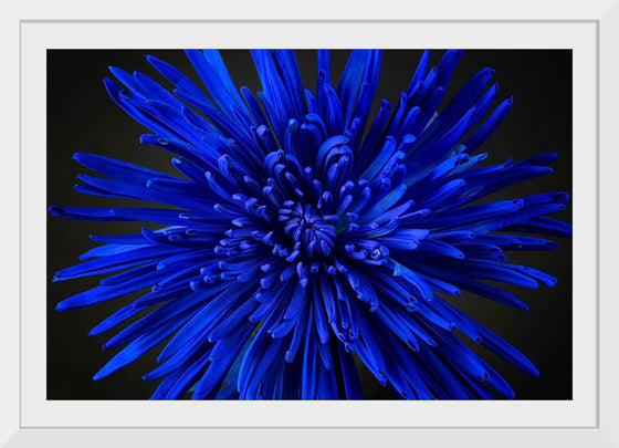 "Blue Flower"