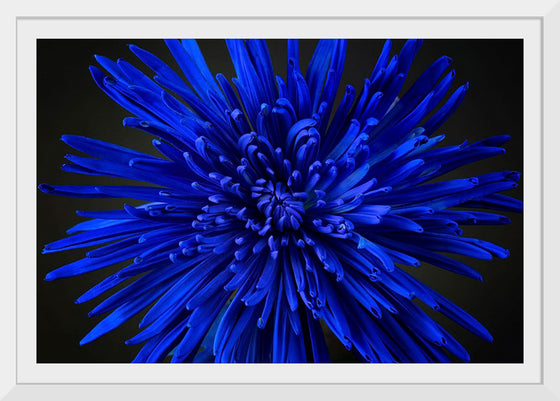 "Blue Flower"