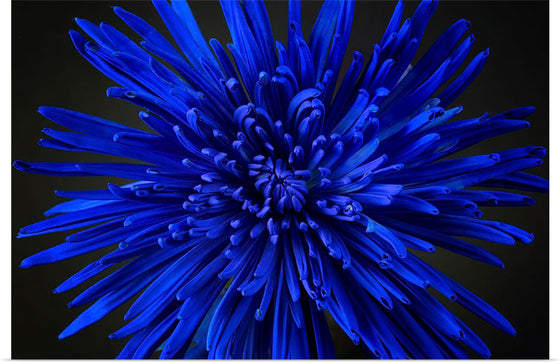 "Blue Flower"