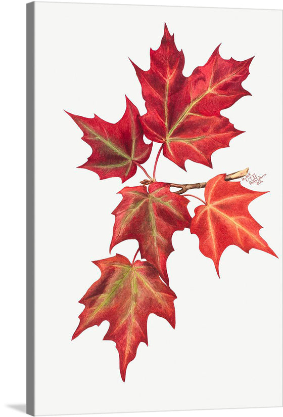 This beautiful print of a red maple leaf is a perfect addition to any home or office. The vibrant colors and intricate details make it a stunning piece that will add a touch of nature to any space. The leaf is a deep red color with hints of orange and green, and has intricate details and veining.