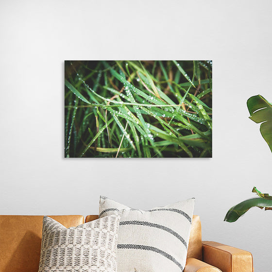 "Close Up of Wet Grass"