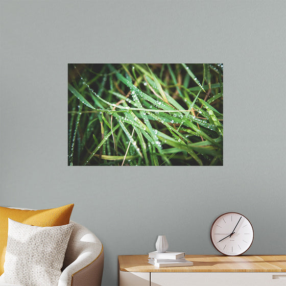 "Close Up of Wet Grass"