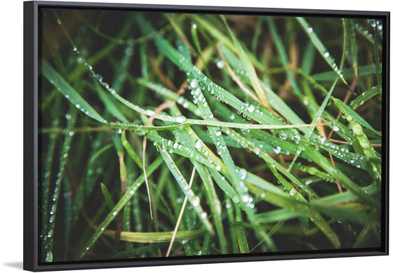 "Close Up of Wet Grass"