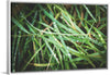 "Close Up of Wet Grass"