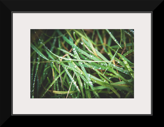 "Close Up of Wet Grass"