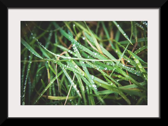 "Close Up of Wet Grass"