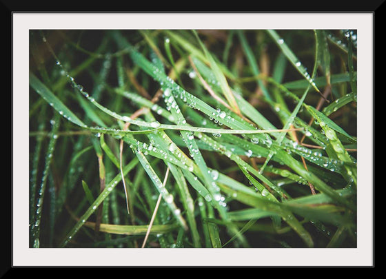 "Close Up of Wet Grass"