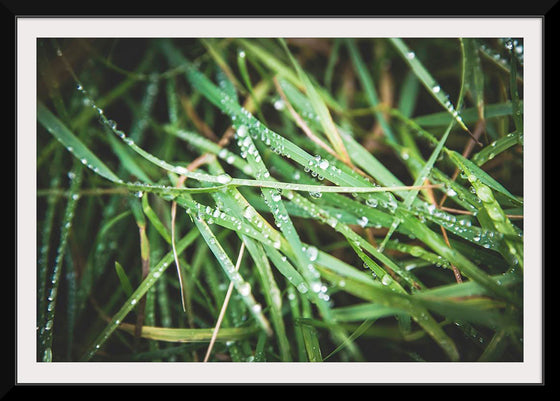 "Close Up of Wet Grass"